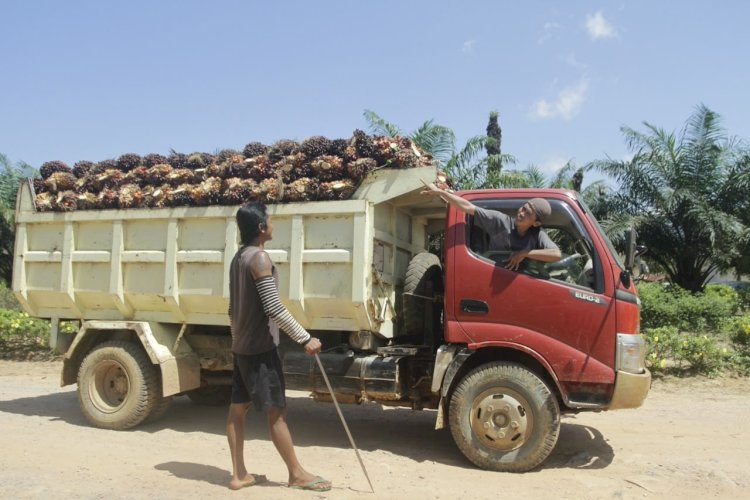 Pencurian Sawit Dinilai Terorganisir,  Keselamatan Petani dan Pekerja Terancam