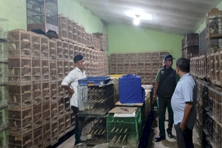 101 Burung Cica Daun Disita dari Rumah Warga di Medan