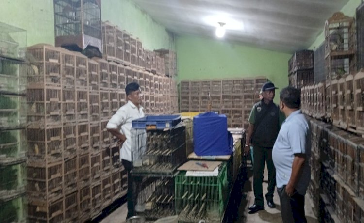 101 Burung Cica Daun Disita dari Rumah Warga di Medan