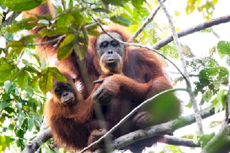 WALHI Soroti Risiko Offset PTAR: Habitat Orangutan Terancam, Tanah Warga Jadi Areal Offset