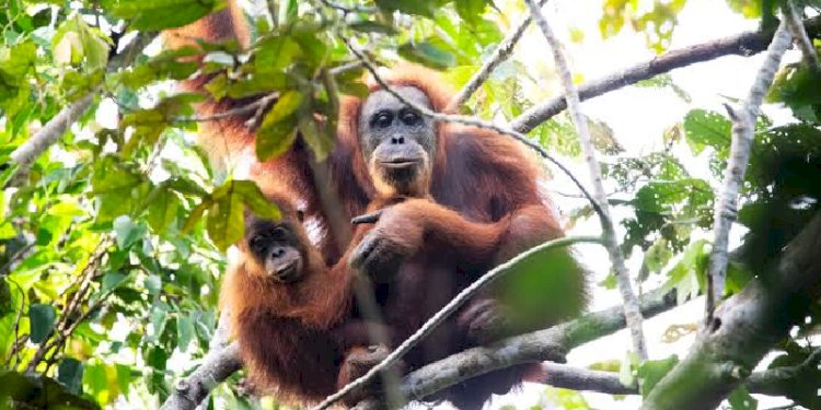 WALHI Soroti Risiko Offset PTAR: Habitat Orangutan Terancam, Tanah Warga Jadi Areal Offset